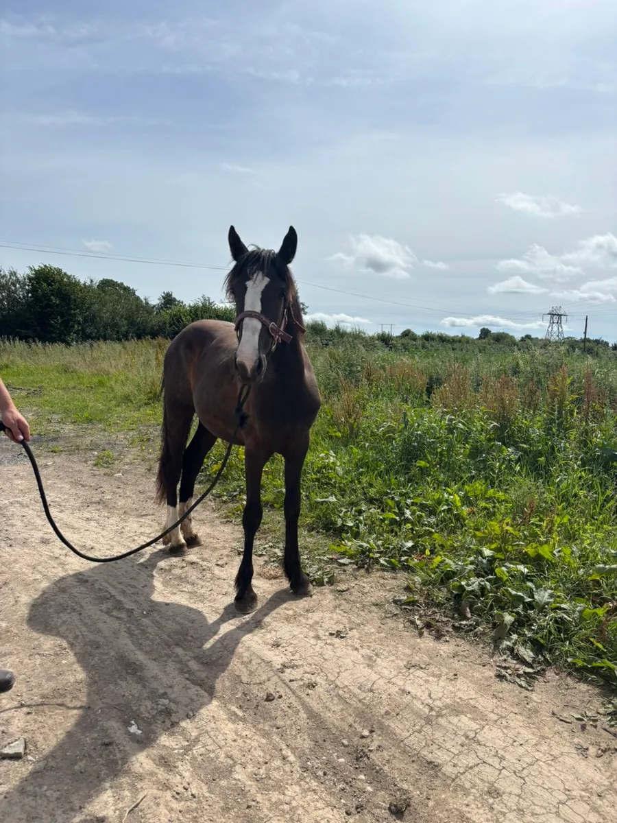 Two yearlings for sale - Image 4