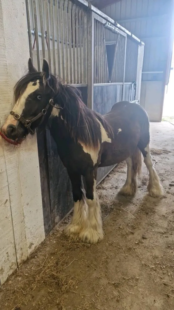 Two yearlings for sale - Image 2