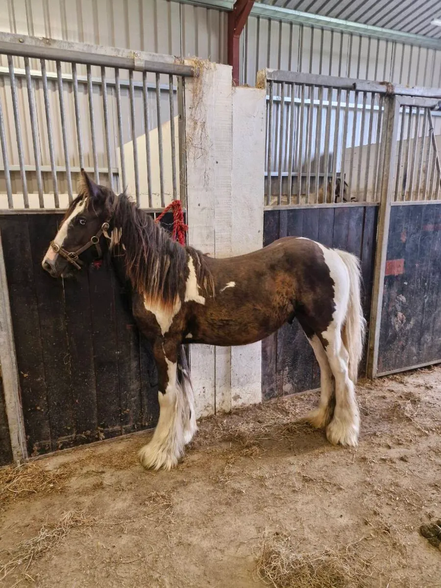 Two yearlings for sale - Image 1