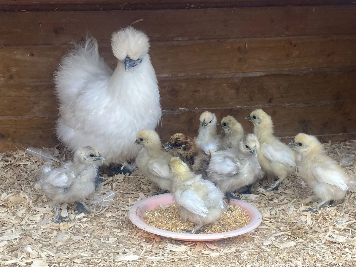 Silkie Bantam Hens with chicks - Image 2