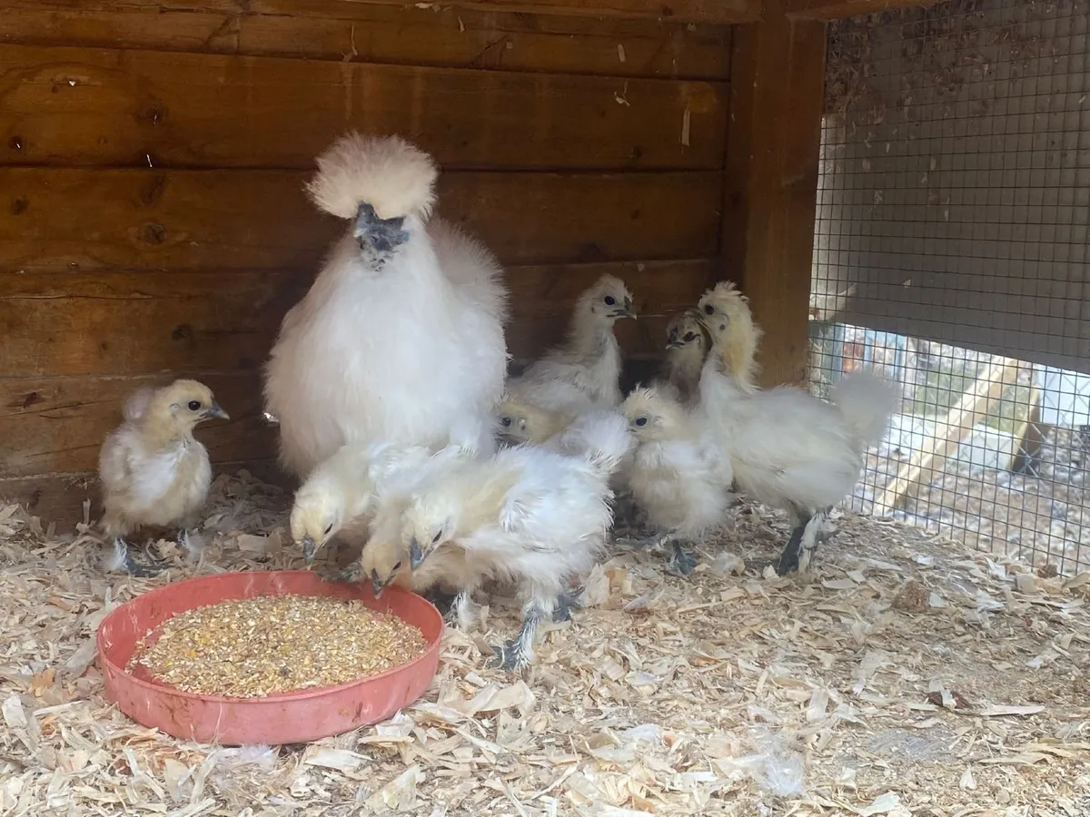 Silkie Bantam Hens with chicks - Image 3