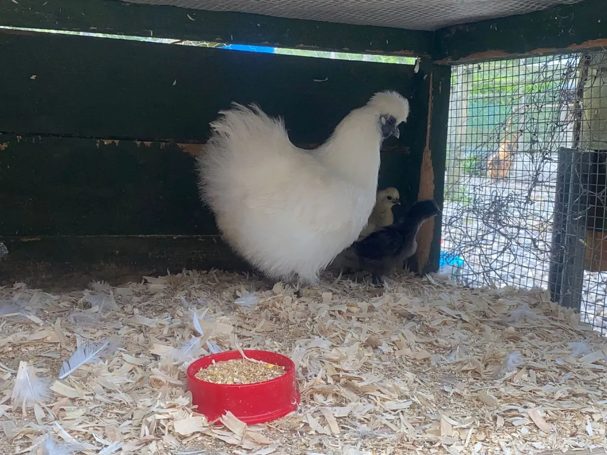 Silkie Bantam Hens with chicks - Image 4