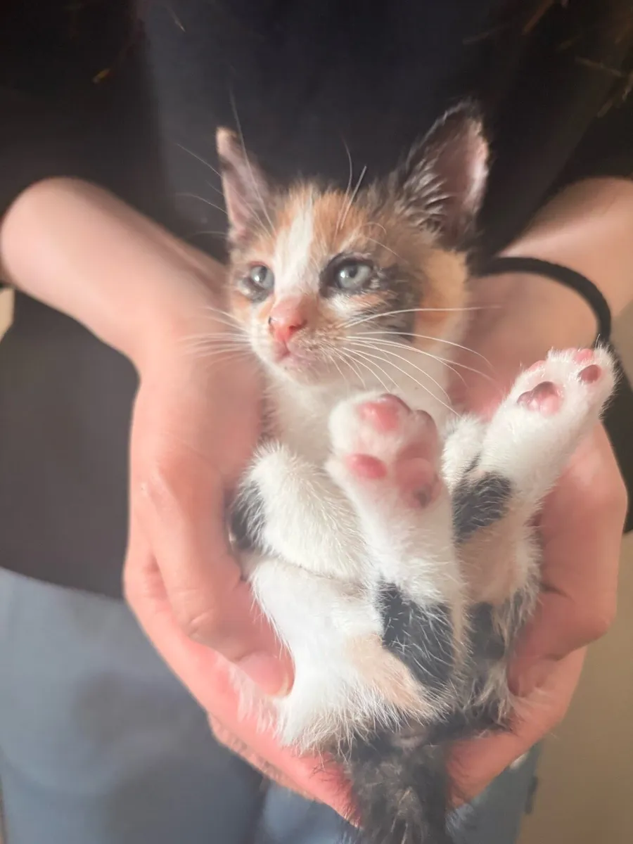 Adorable Calico Kitten - Image 4