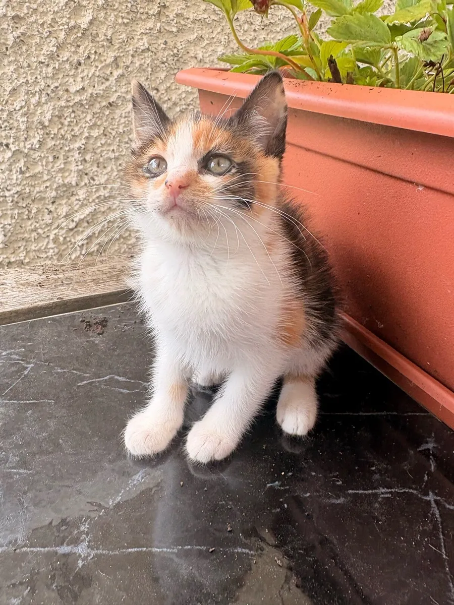 Adorable Calico Kitten - Image 1