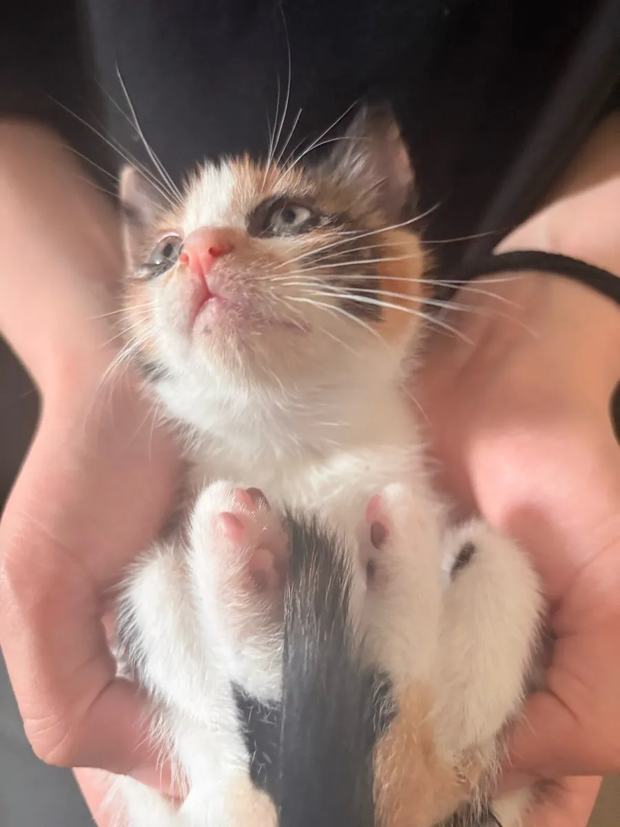 Adorable Calico Kitten - Image 3