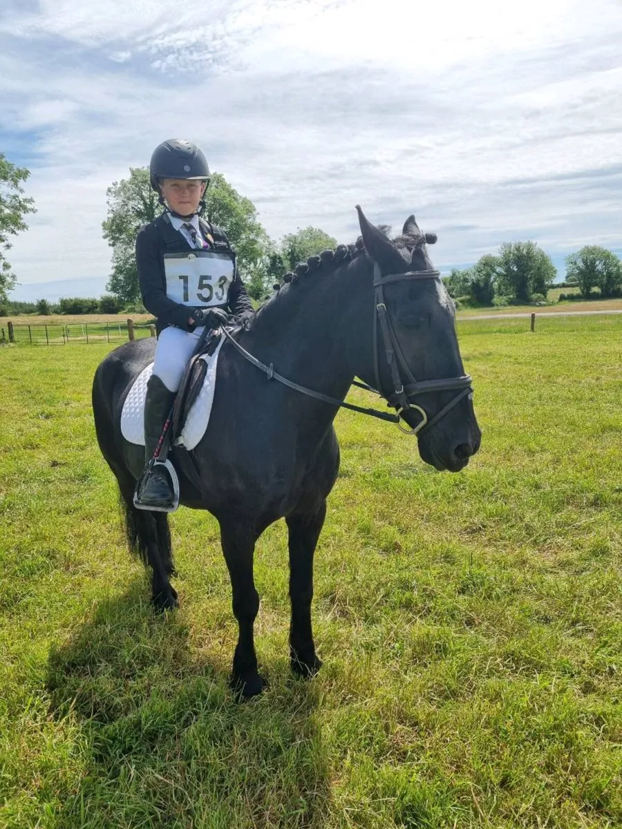 13.2 Pony - Image 2