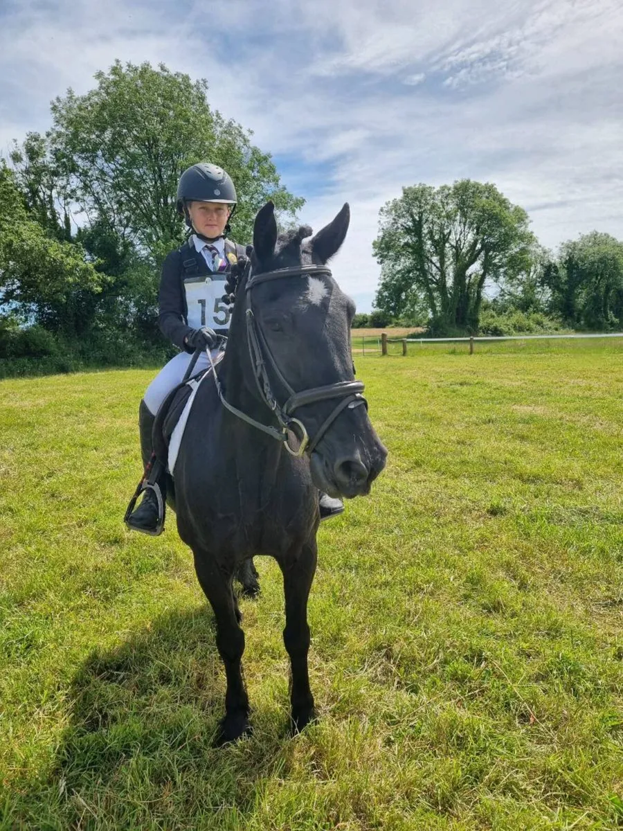 13.2 Pony - Image 3