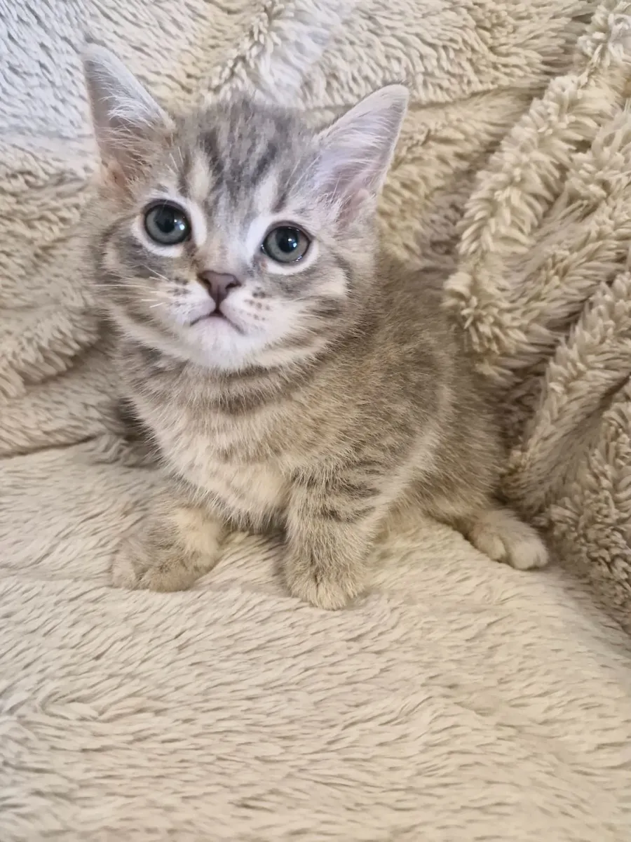 Kittens - Image 3