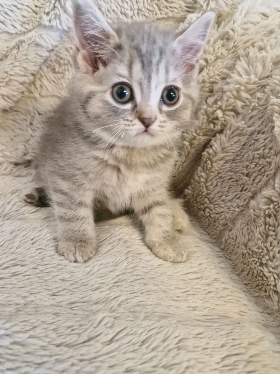 Kittens - Image 4