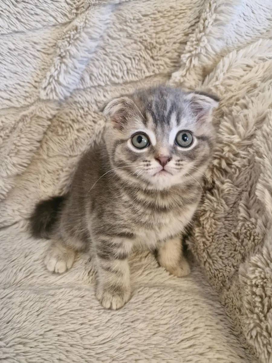 Kittens - Image 2