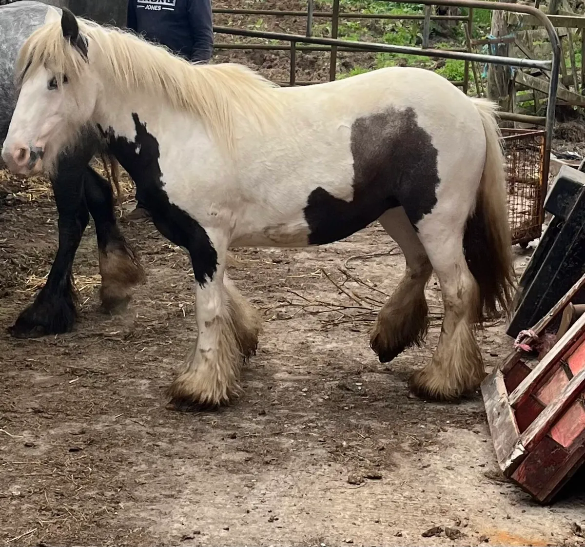 6 year old cob - Image 2