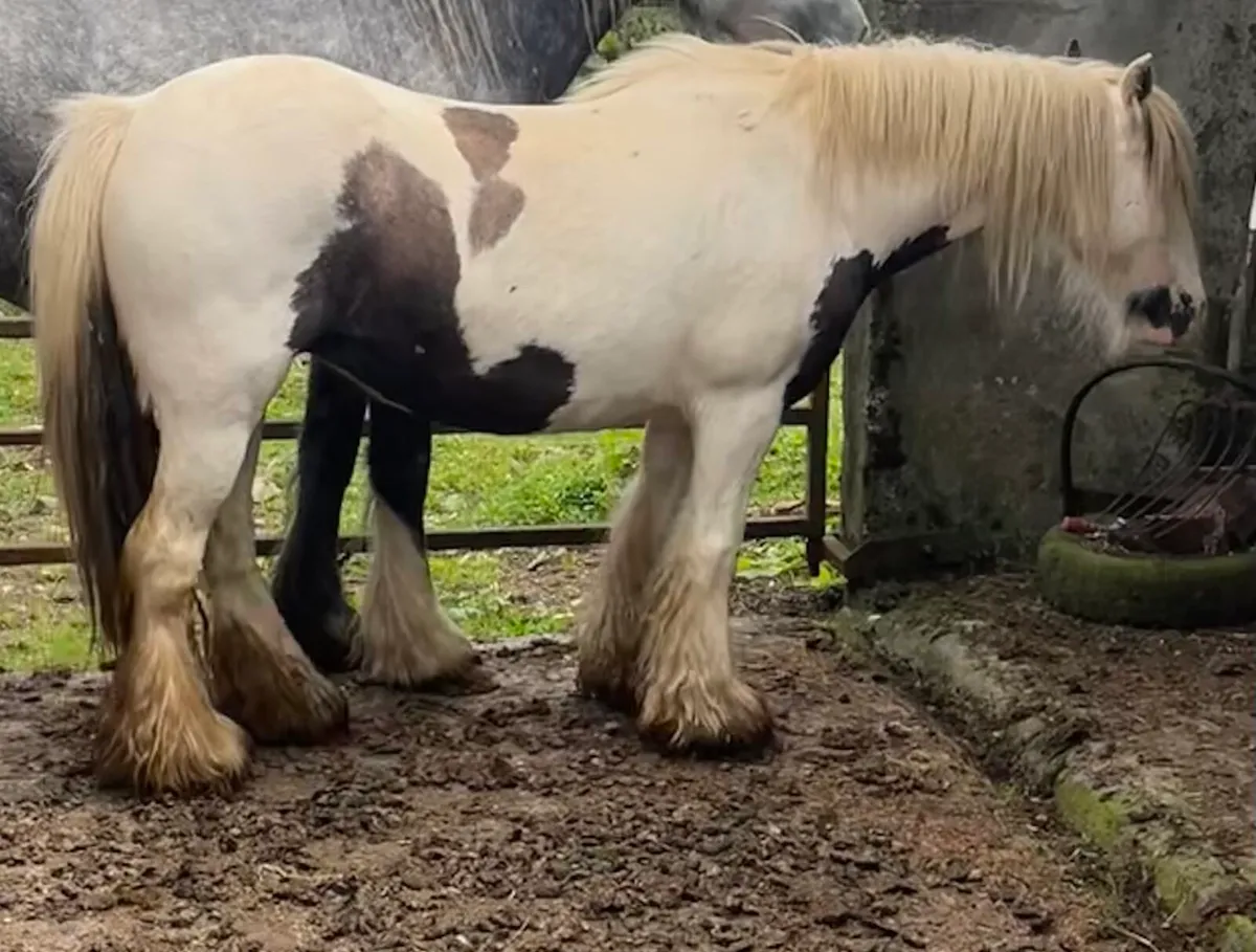 6 year old cob - Image 3