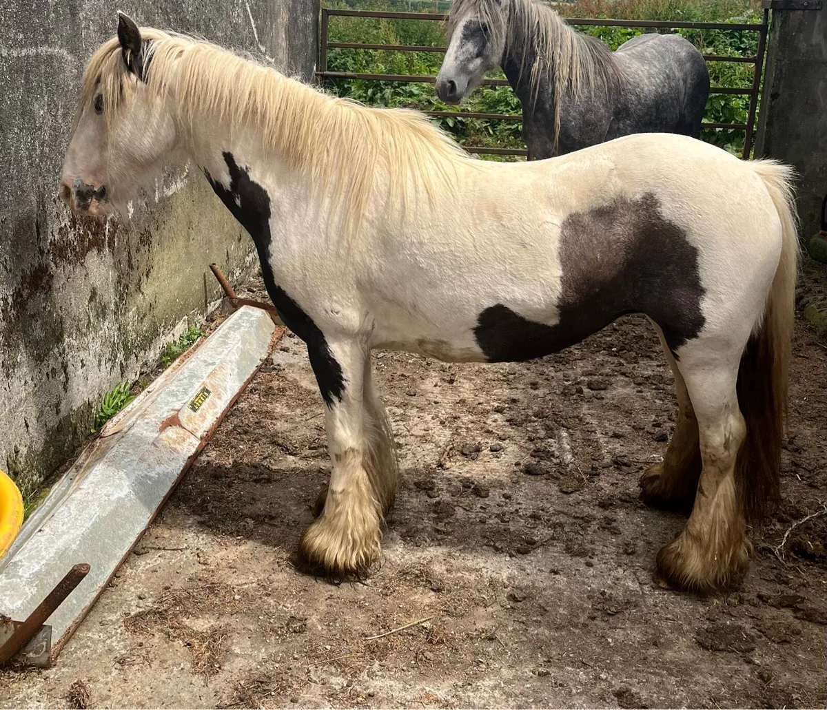 6 year old cob - Image 1