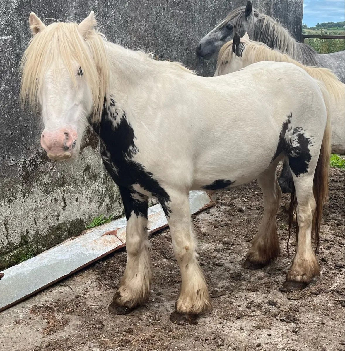 6 year old cob - Image 4