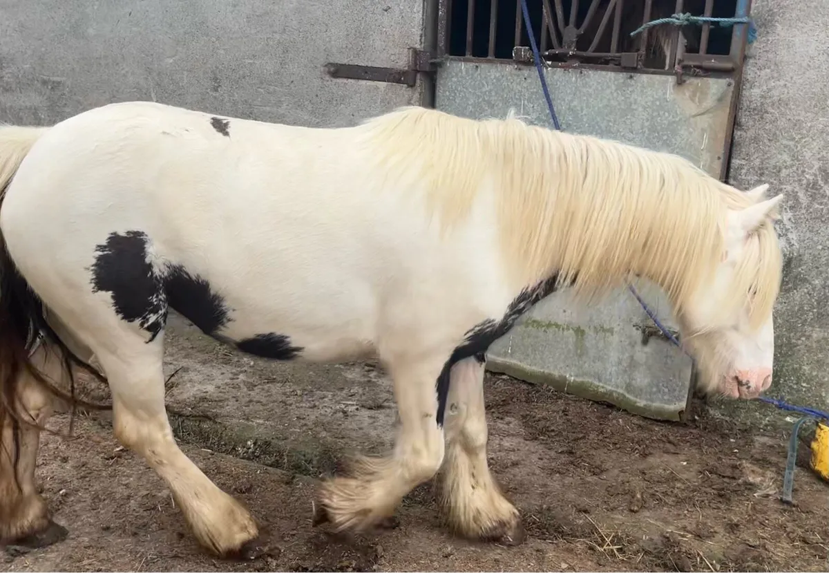 3 year old cob - Image 2