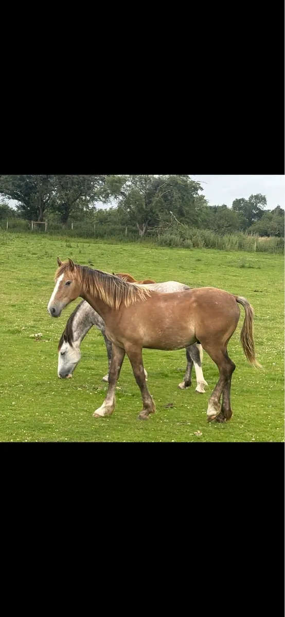 Irish draught gelding - Image 1
