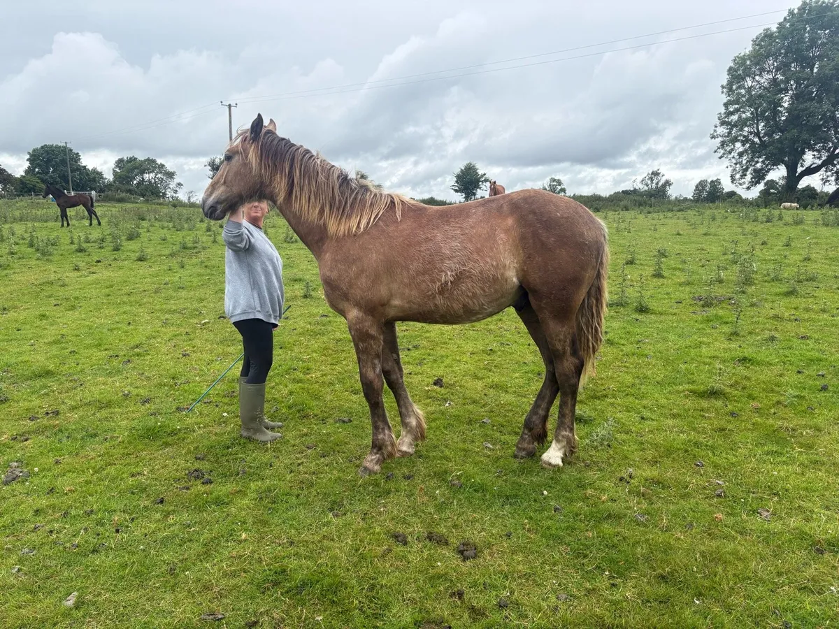 Irish draught gelding - Image 2