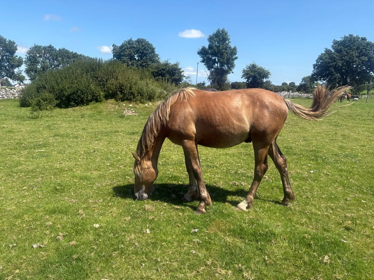 Irish draught gelding - Image 3