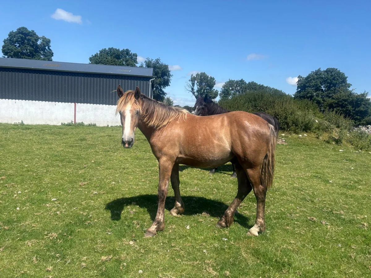 Irish draught gelding - Image 4
