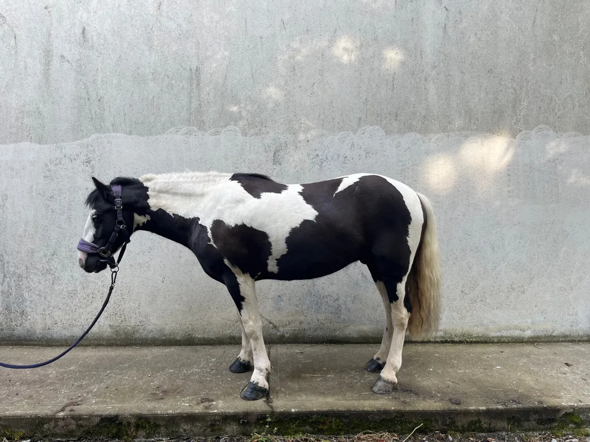 All rounder Pony - Image 4