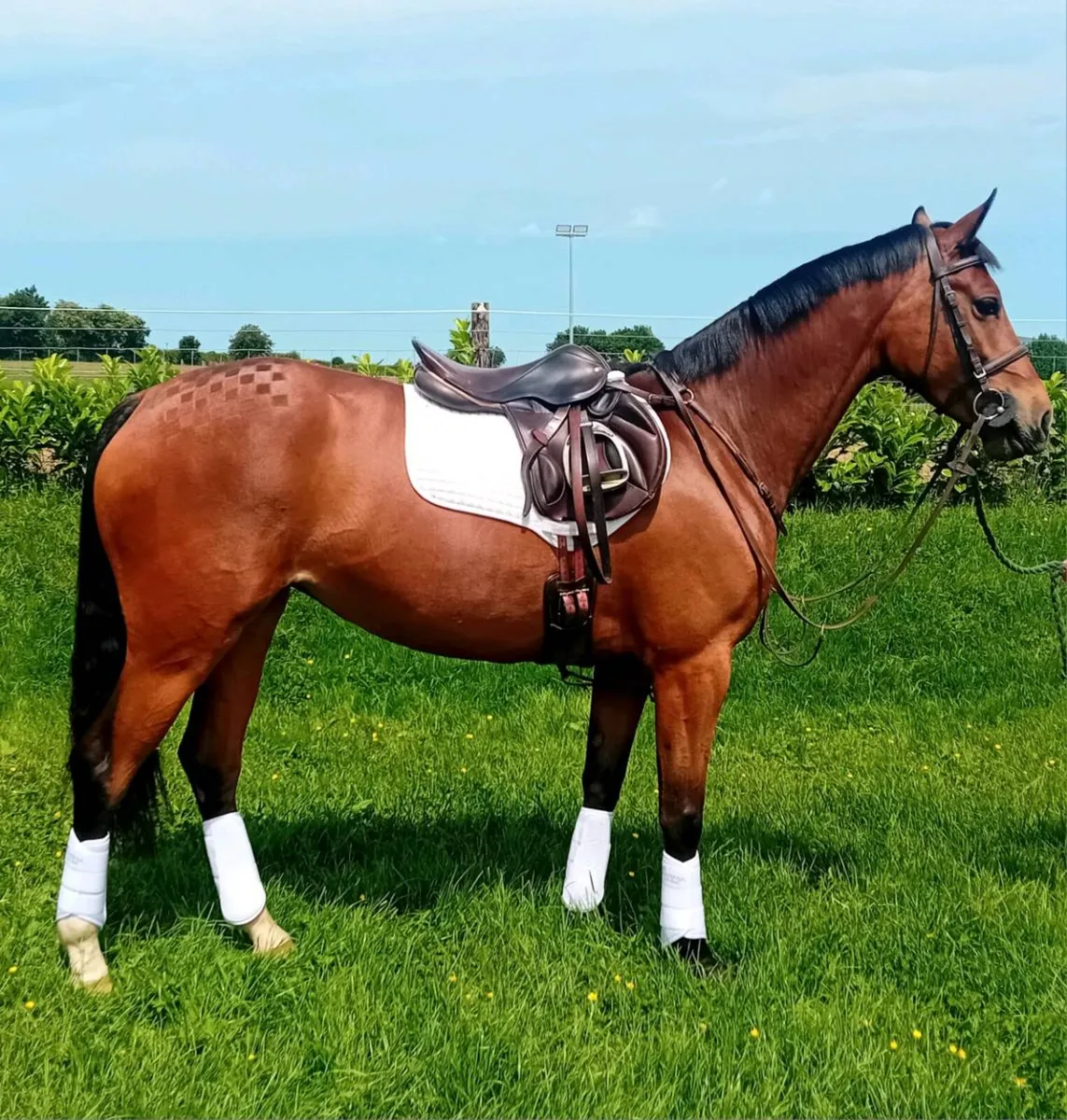 ***Lot 569*** Goresbridge 4 YR Old 9th July 2026 - Image 2
