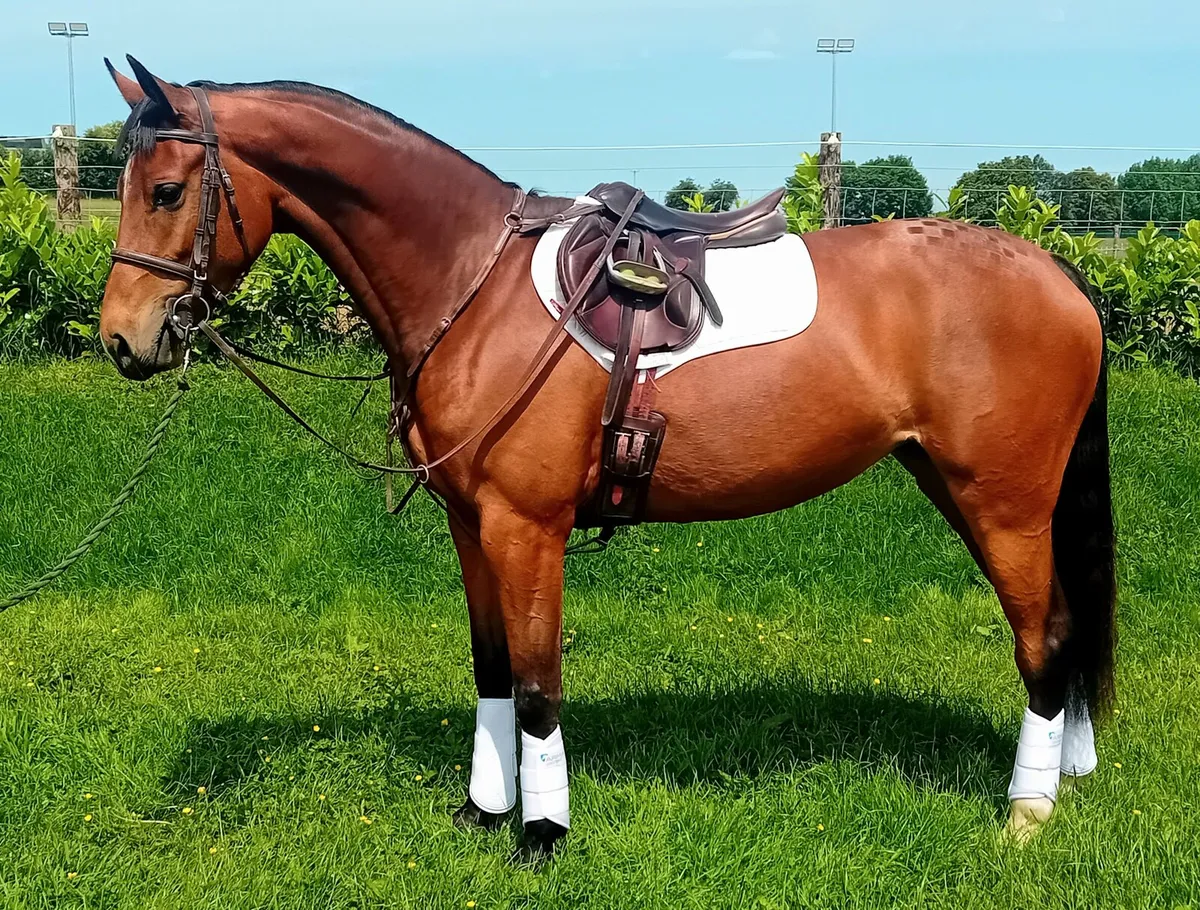 ***Lot 569*** Goresbridge 4 YR Old 9th July 2026 - Image 3