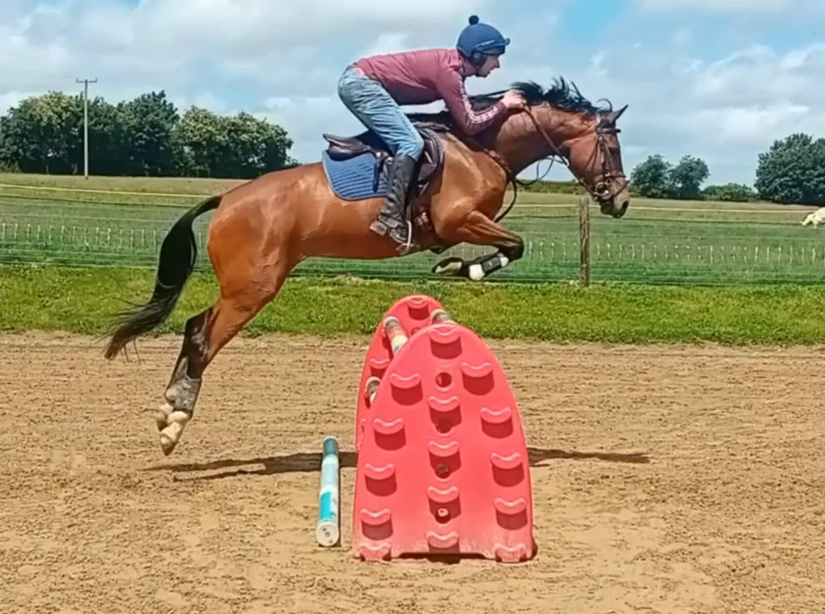 ***Lot 569*** Goresbridge 4 YR Old 9th July 2026 - Image 4