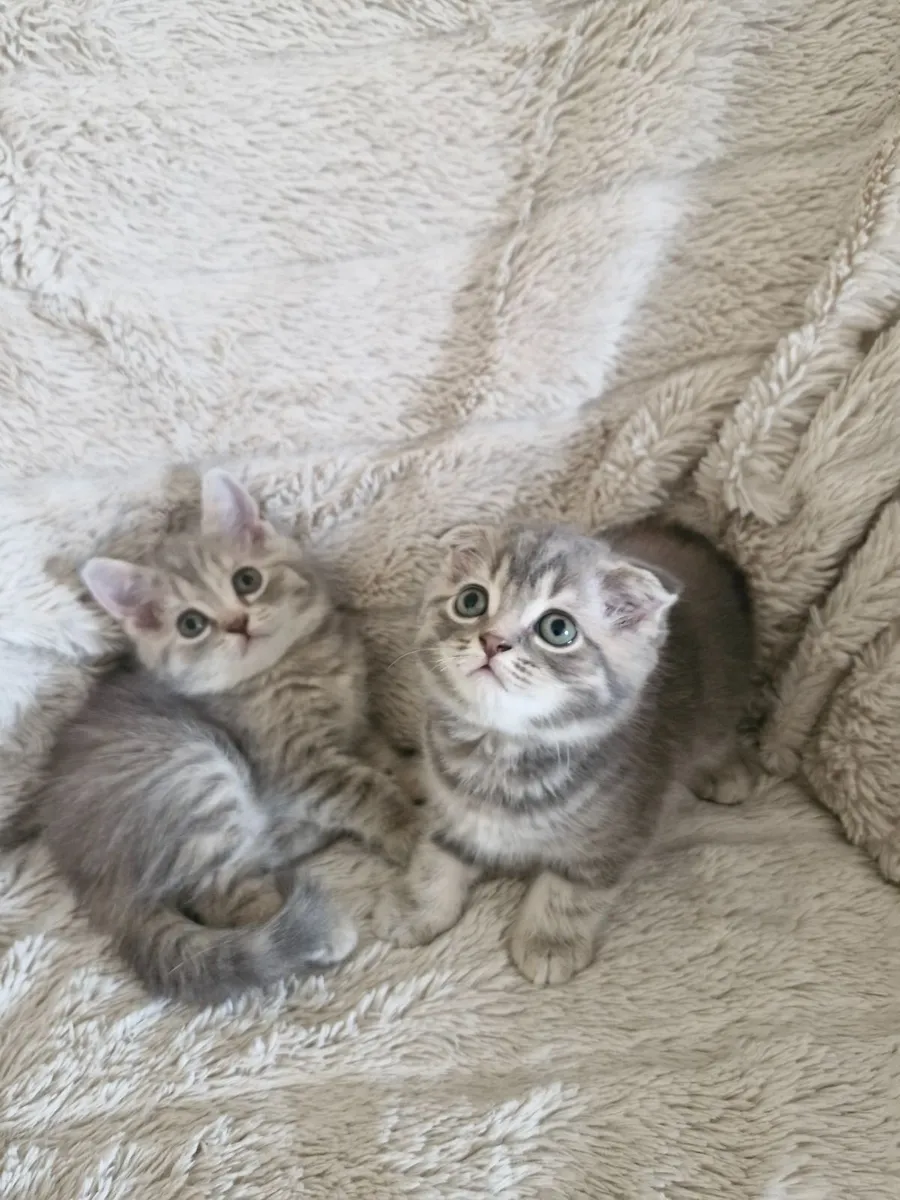 Kittens - Image 1