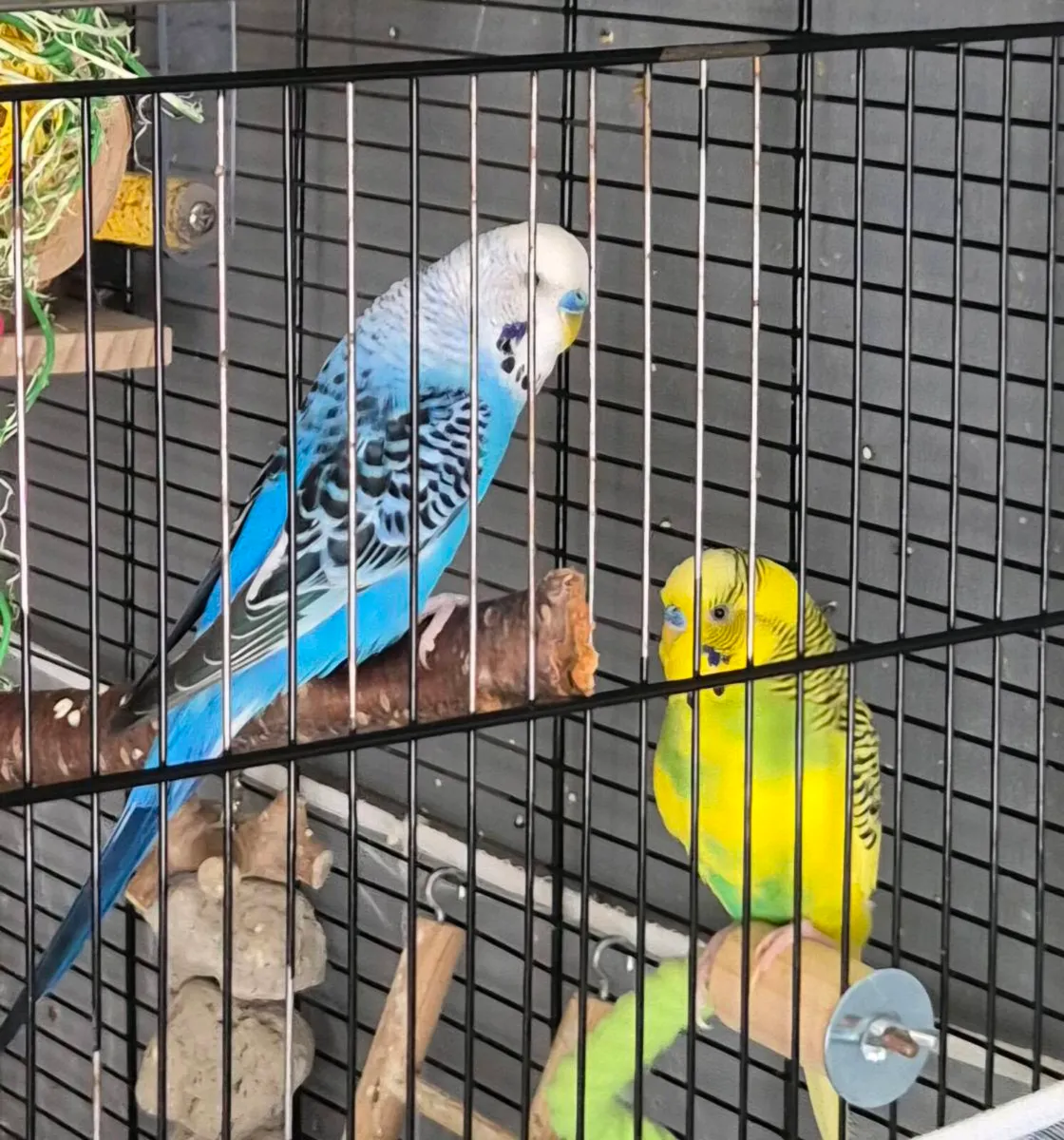 Budgies - Image 1