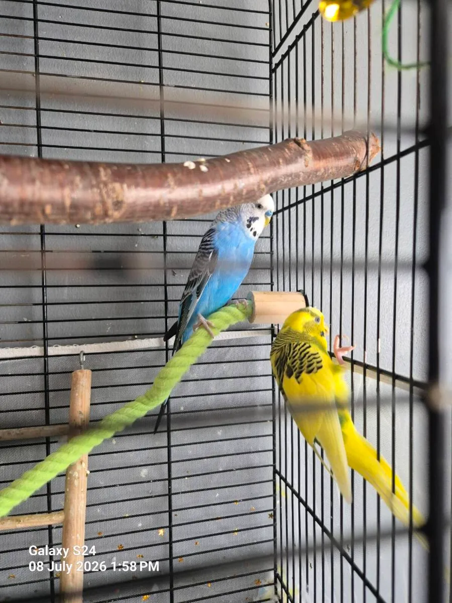 Budgies - Image 2