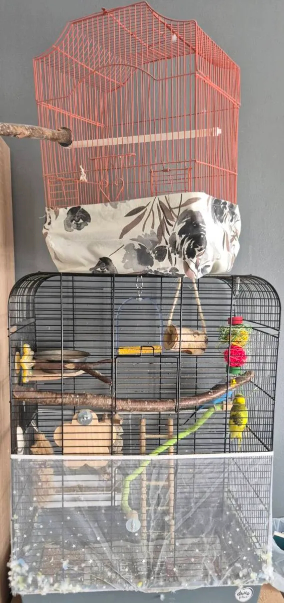Budgies - Image 3