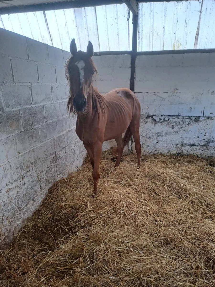 Thoroughbred filly - Image 1