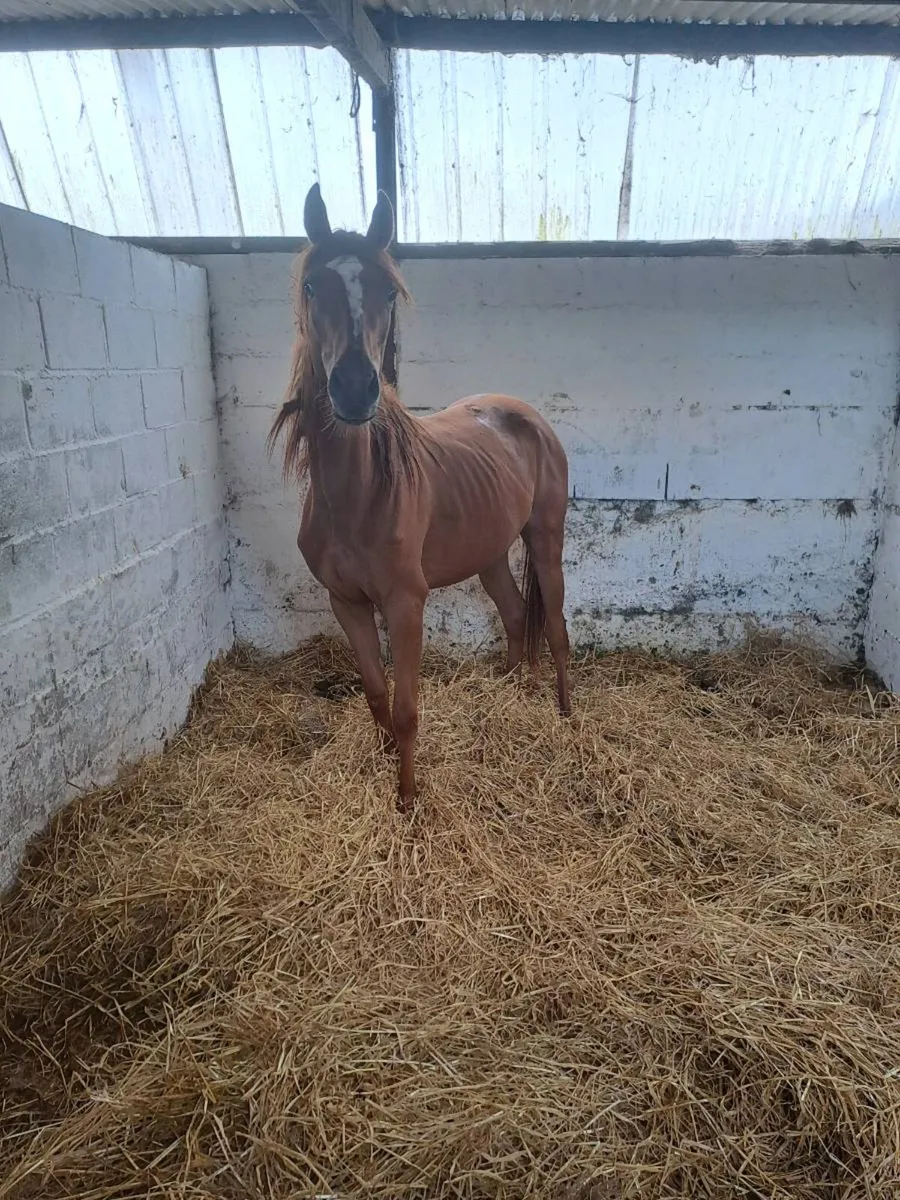 Thoroughbred filly - Image 2