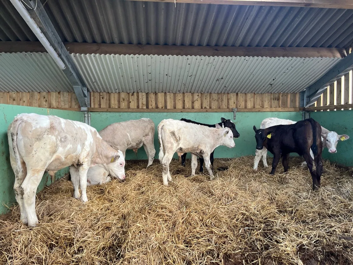 Homebred Beef Calves - Image 2