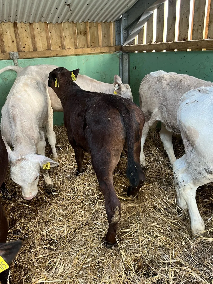 Homebred Beef Calves - Image 3