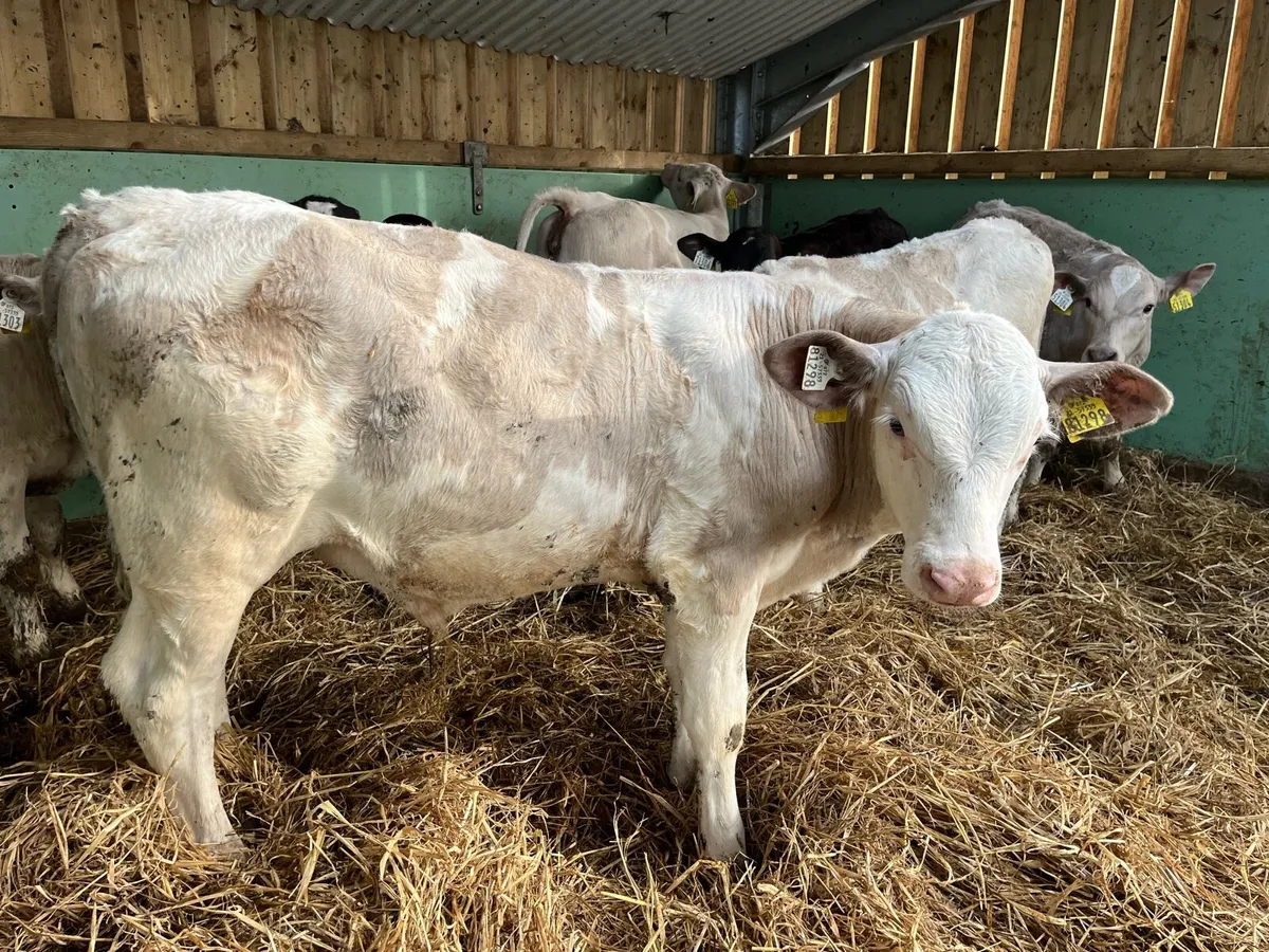 Homebred Beef Calves - Image 1