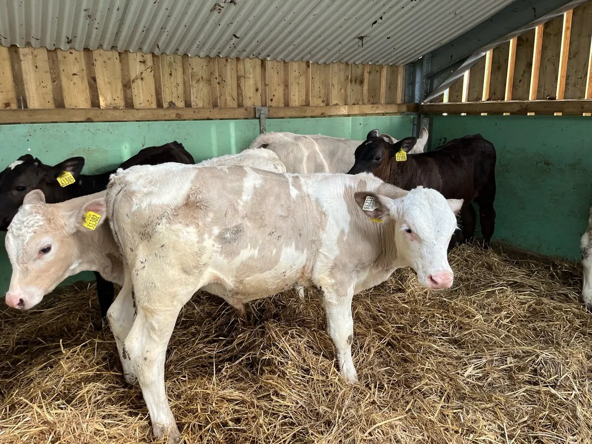 Homebred Beef Calves - Image 4