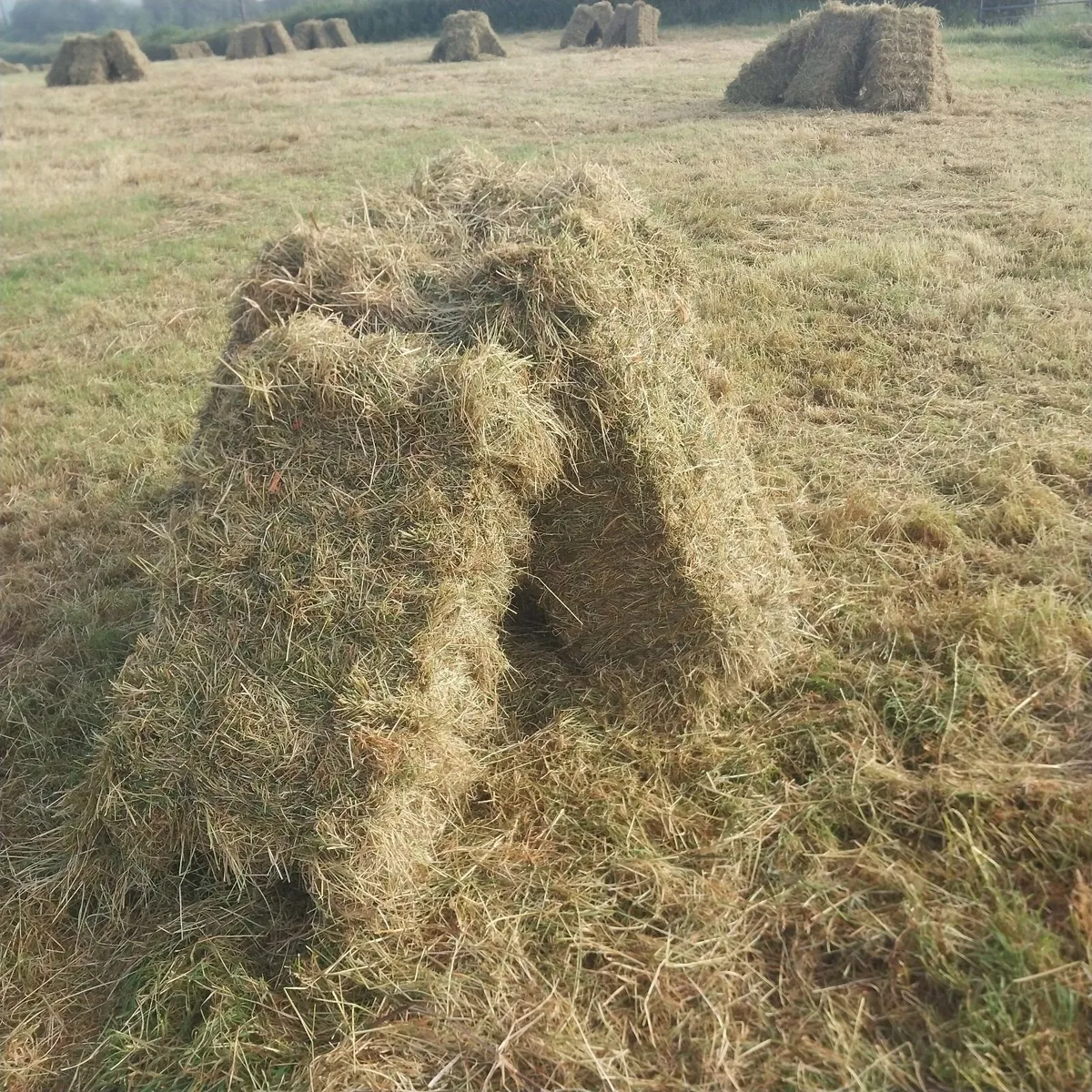 Square (Small) Bales of Hay - Image 2