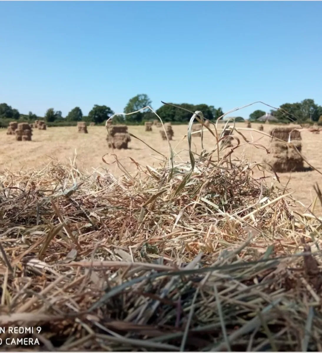 Square Bales of Hay - Image 1