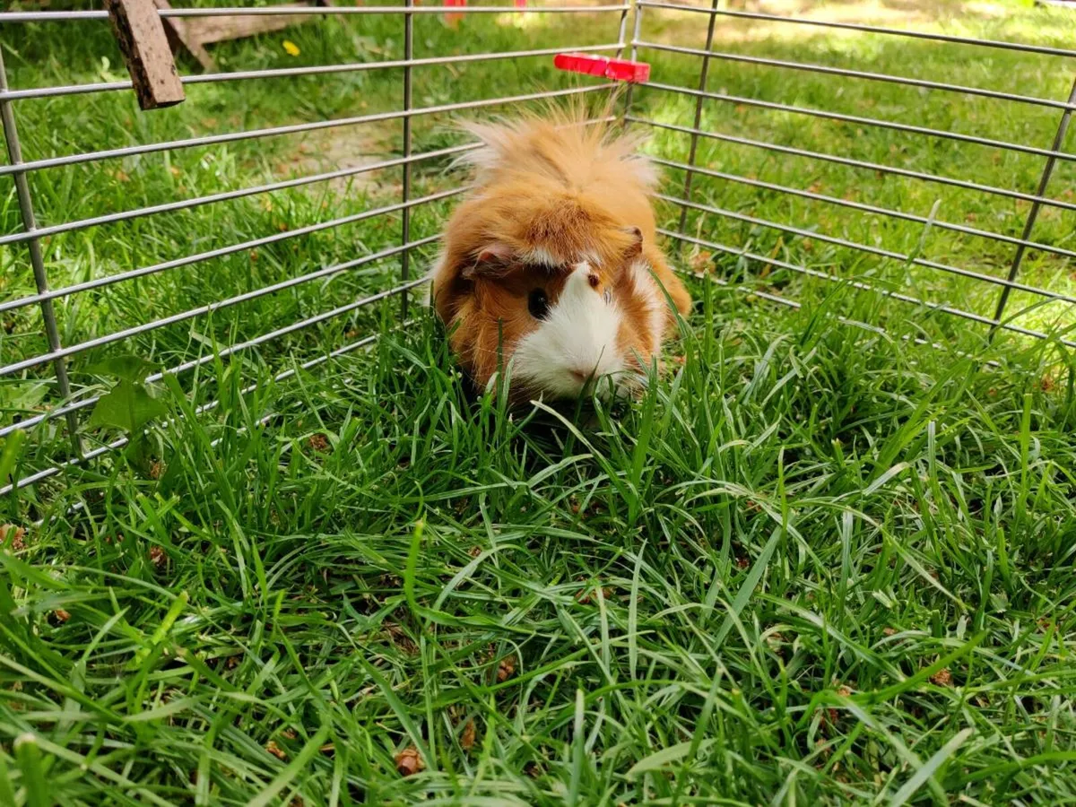 Sweet Male Guinea Pig - Image 2
