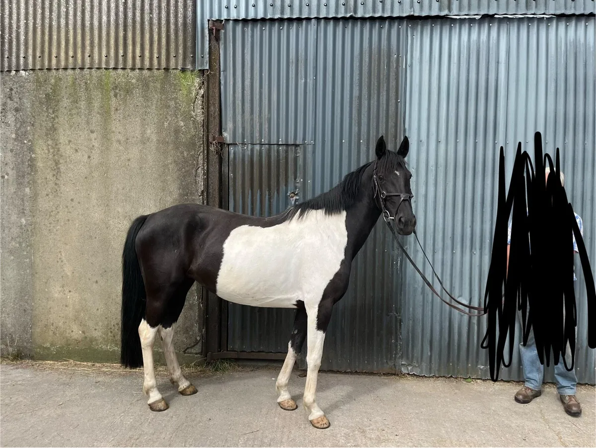 14.2 pony - Image 1