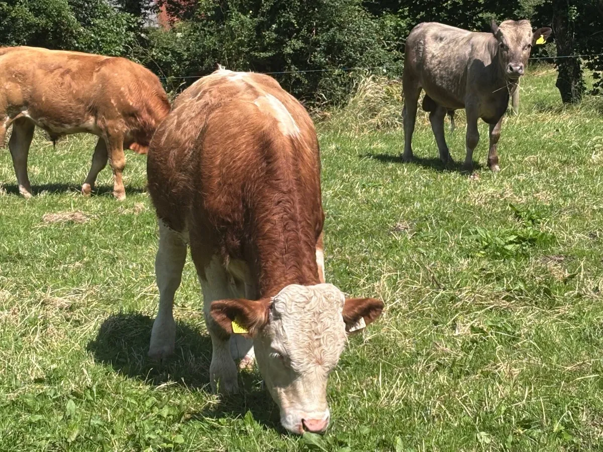7 bullocks for sale - Image 4