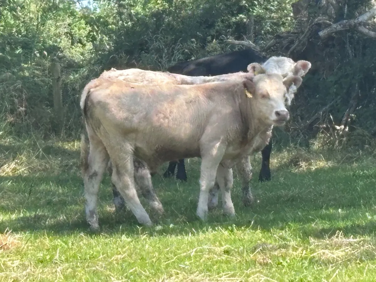 7 bullocks for sale - Image 2