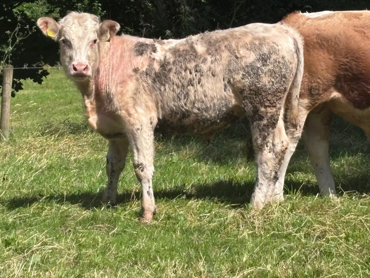 7 bullocks for sale - Image 3
