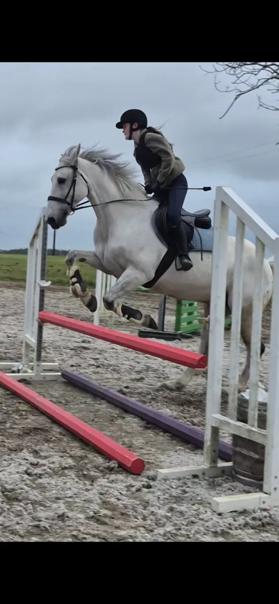 15 year old gelding - Image 1