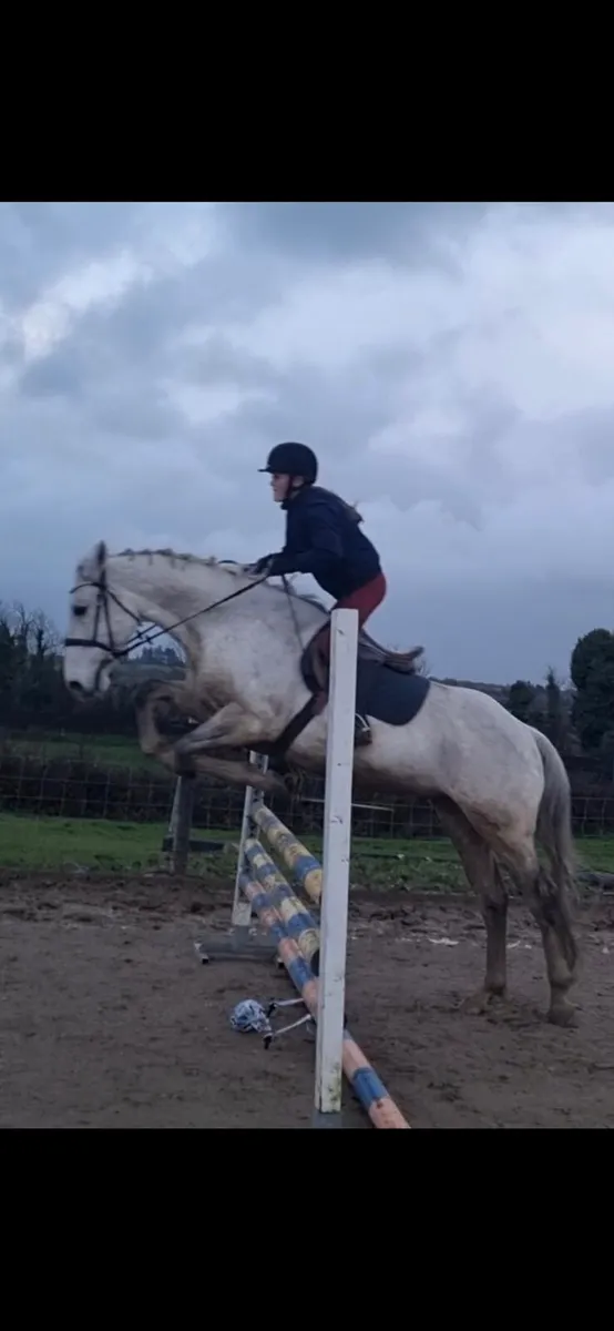 15 year old gelding - Image 4