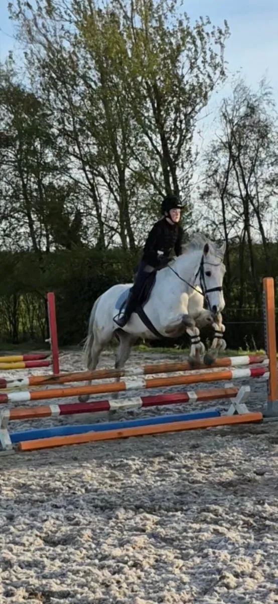 15 year old gelding - Image 2