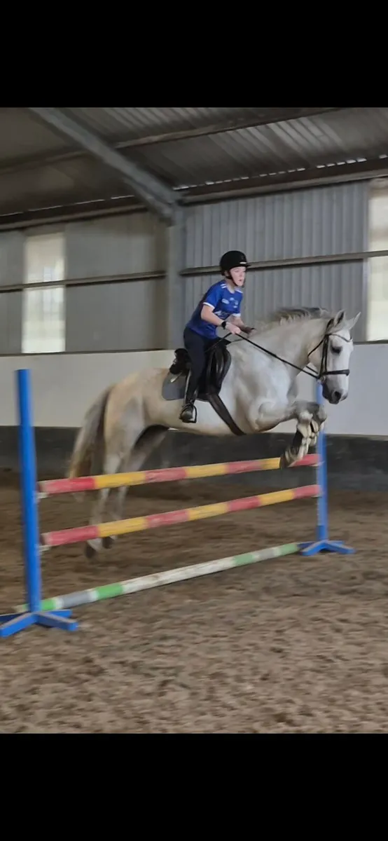15 year old gelding - Image 3