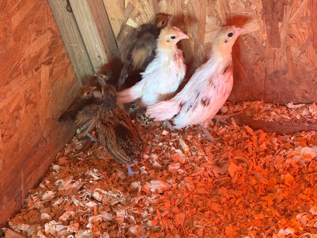 Silver sebright, Yokohama chicks, Rosecomb rooster - Image 2
