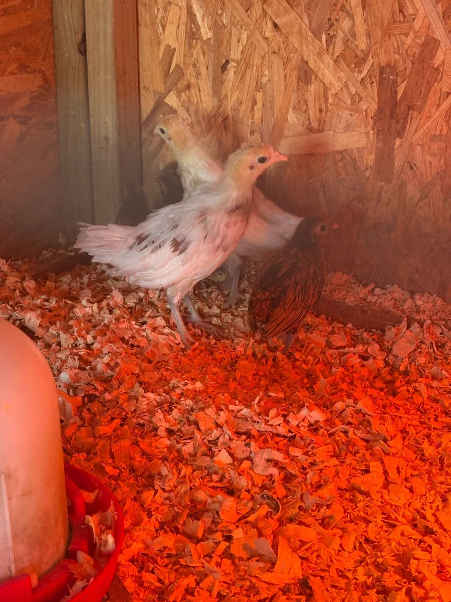 Silver sebright, Yokohama chicks, Rosecomb rooster - Image 3